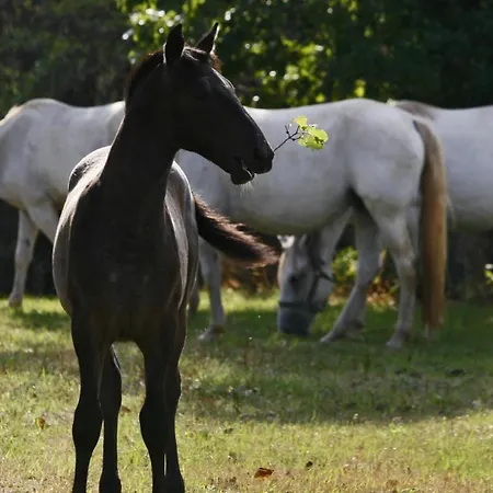 Under The Castle Апартаменты Dob