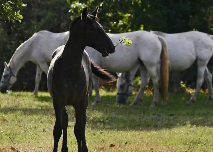 Under The Castle Lägenhet Dob